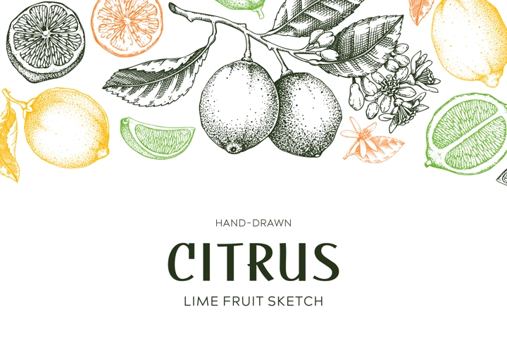Lime fruit fbanner. Exotic plants design template. Citrus fruit sketches in color. Summer background. Hand drawn vector illustration. NOT AI generated